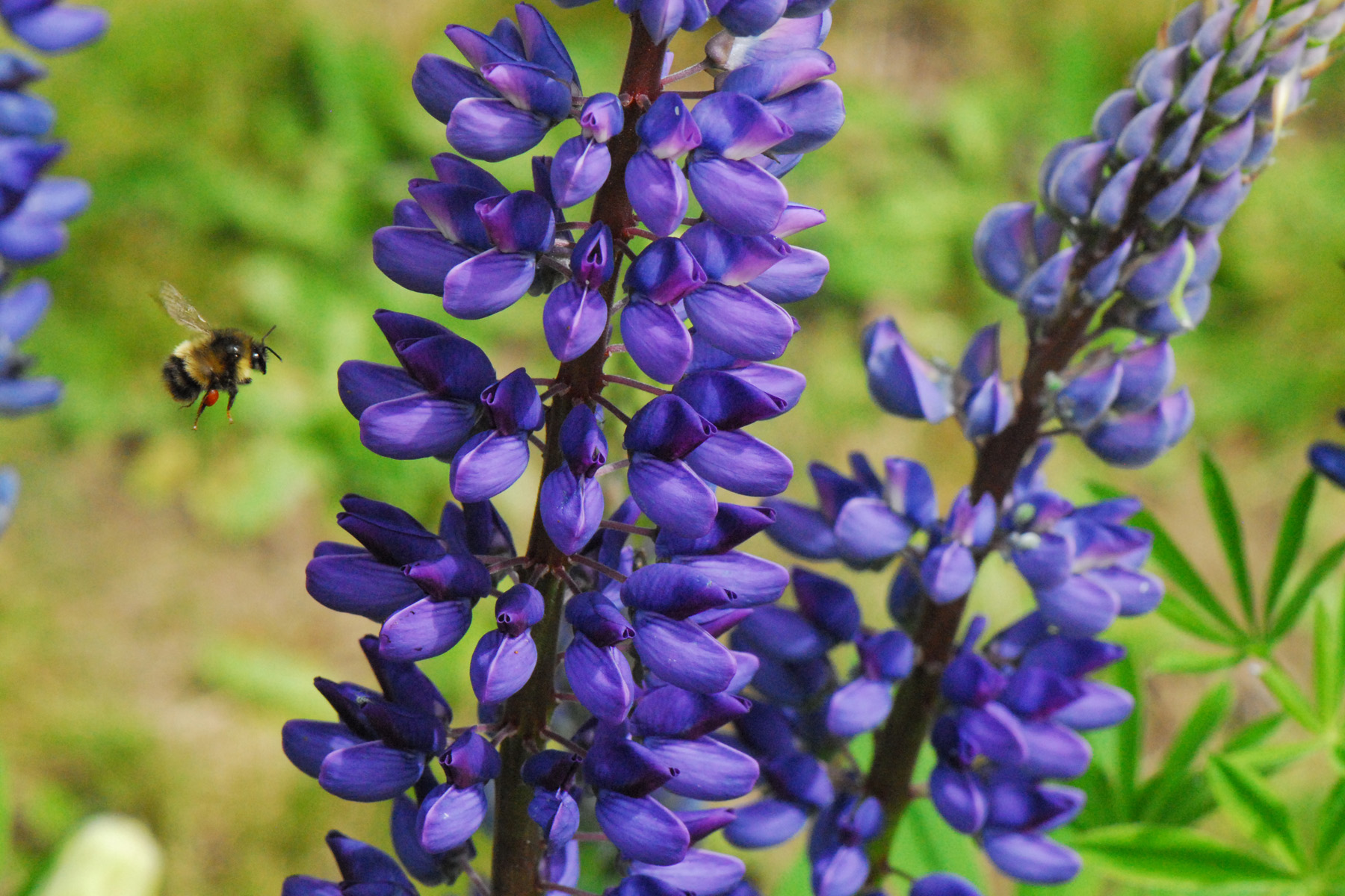 Bumblebee in flight.