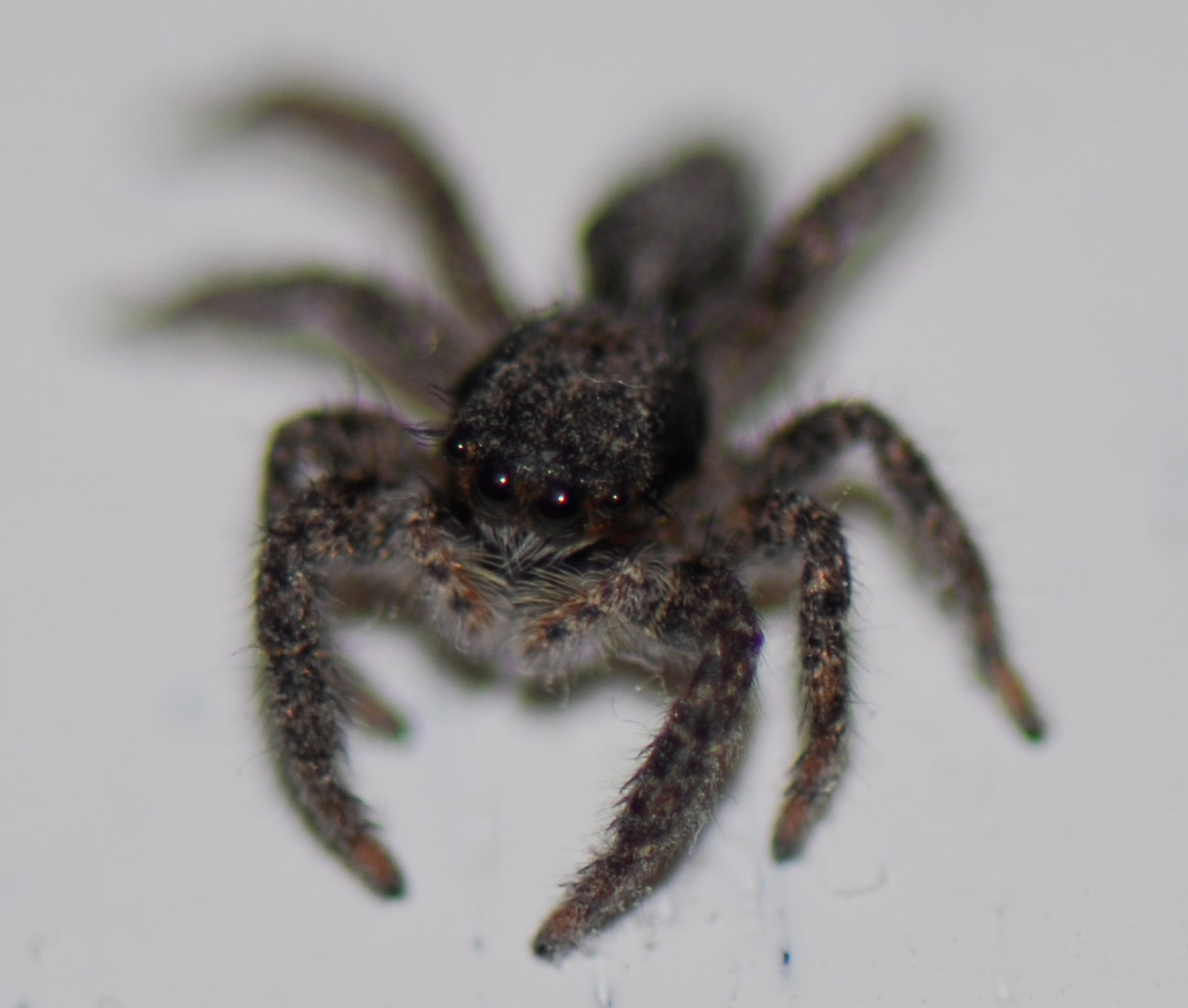Jumping Spider