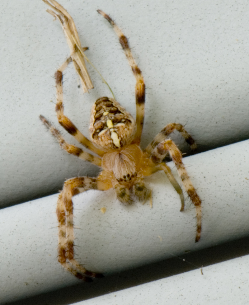 Spider