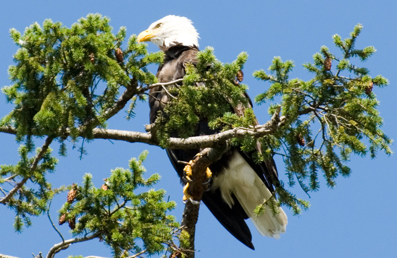 Bald Eagle