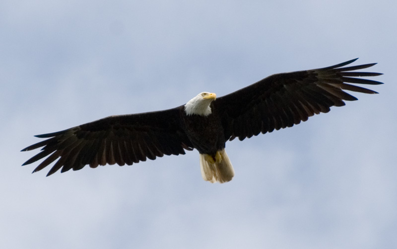 Bald Eagle In Flight