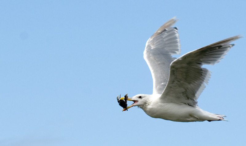 Seagull With Crab