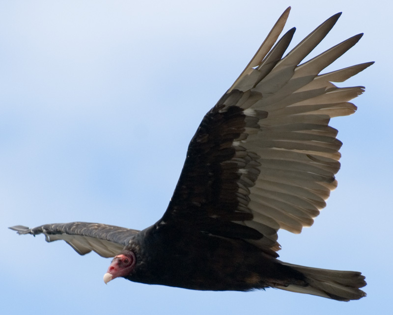 Turkey Vulture