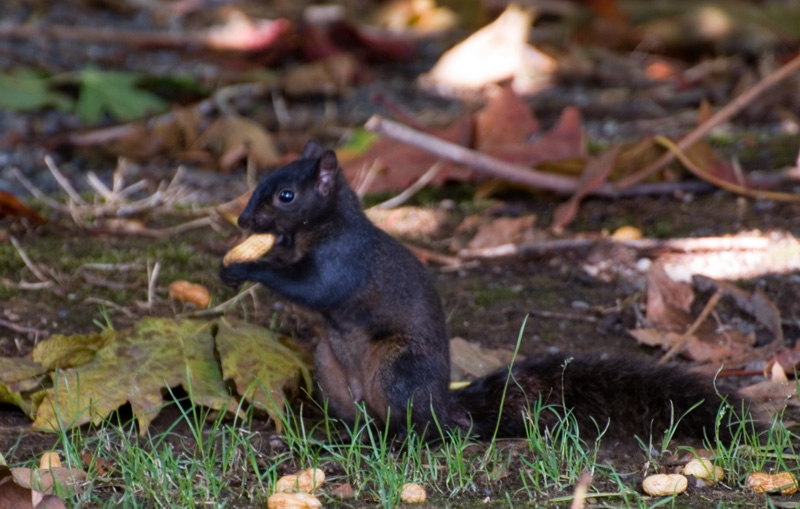 Squirrel With Peanut