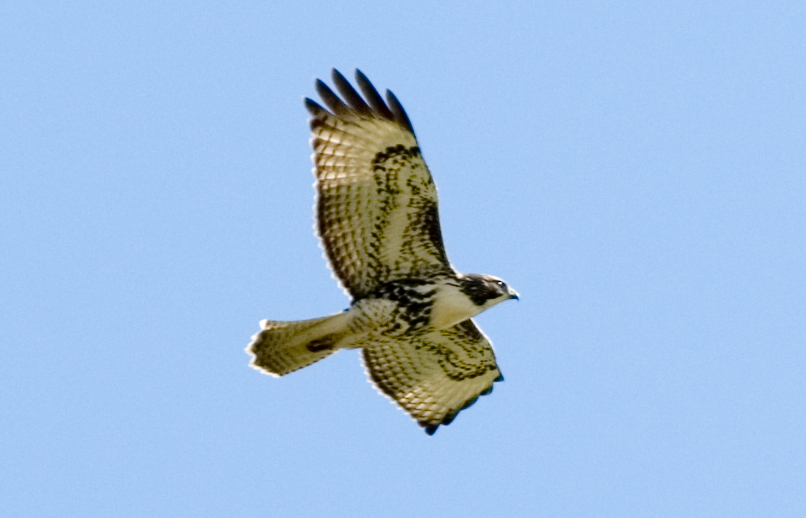 Hawk