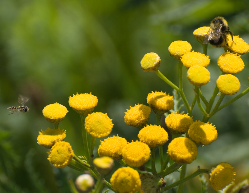 Two Bees