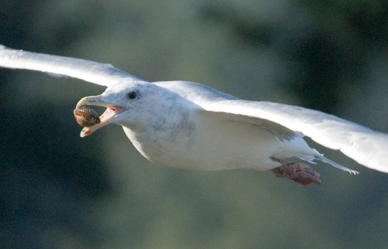 Seagull with clan