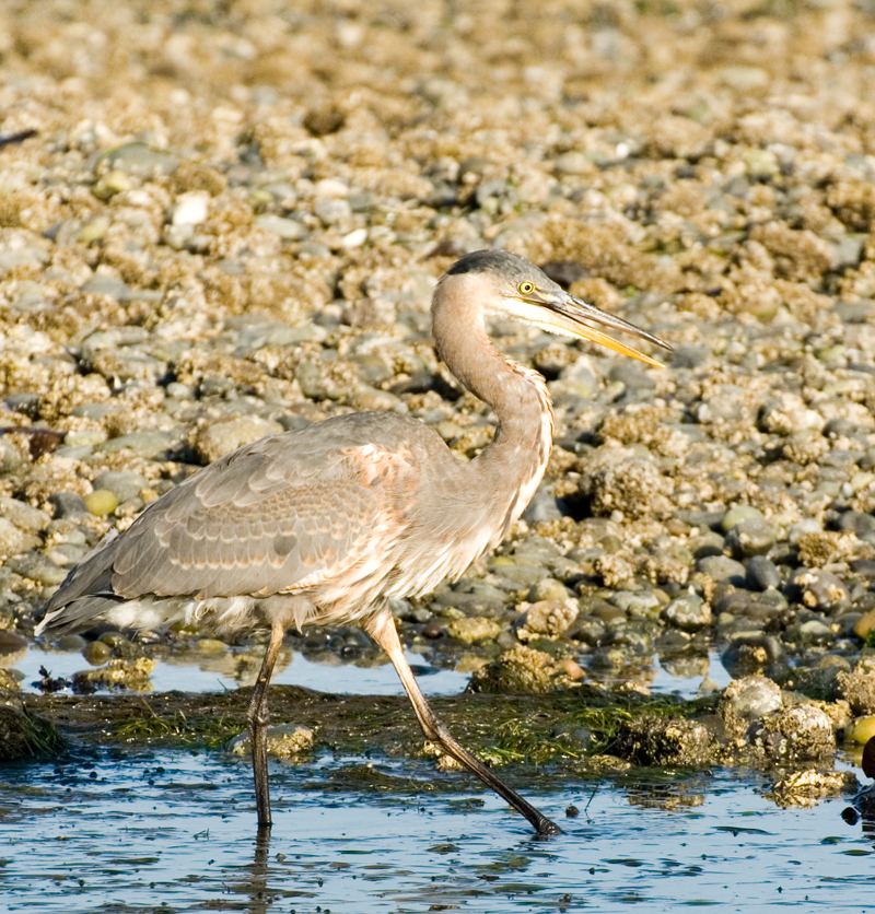 Heron