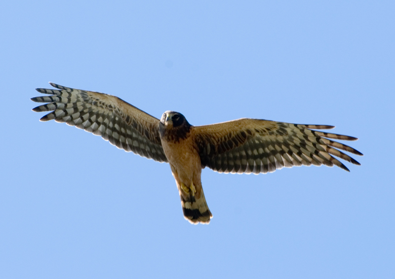 Hawk in Flight