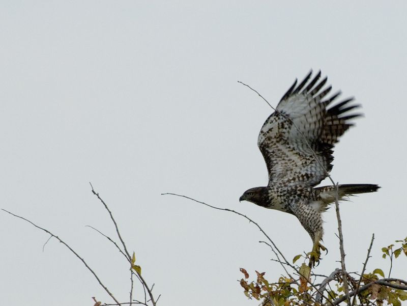 Northern Harrier Taking Off From Tree