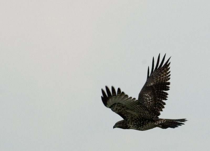 Northern Harrier In Flight