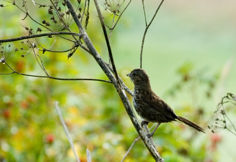Sparrow