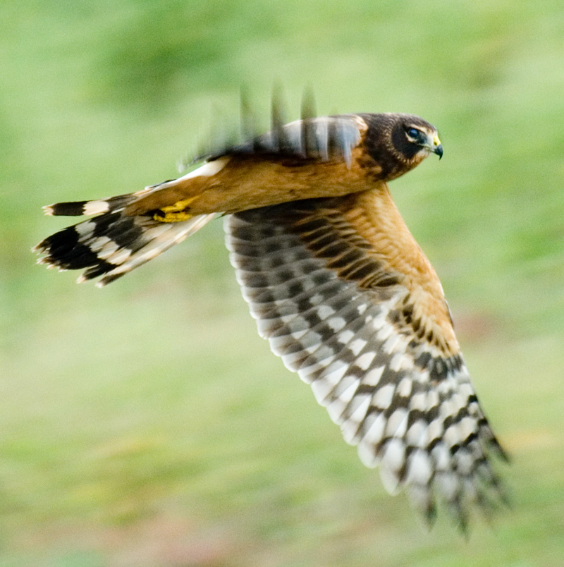 In Flight