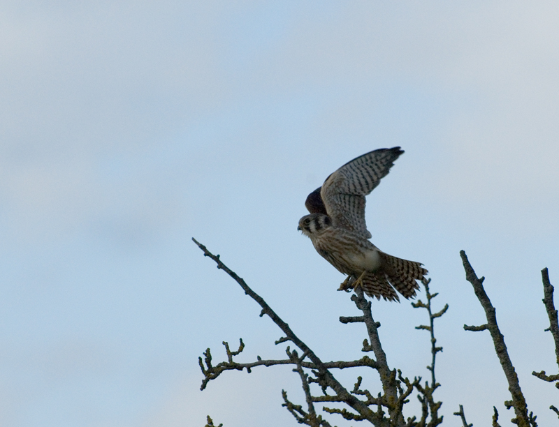 American Kestrel