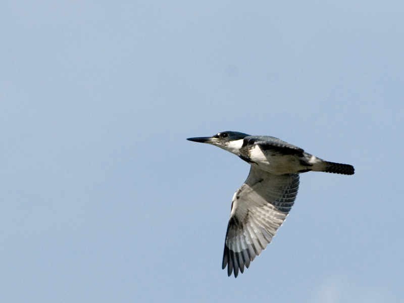 BELTED KINGFISHER