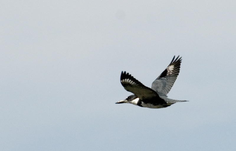 BELTED KINGFISHER
