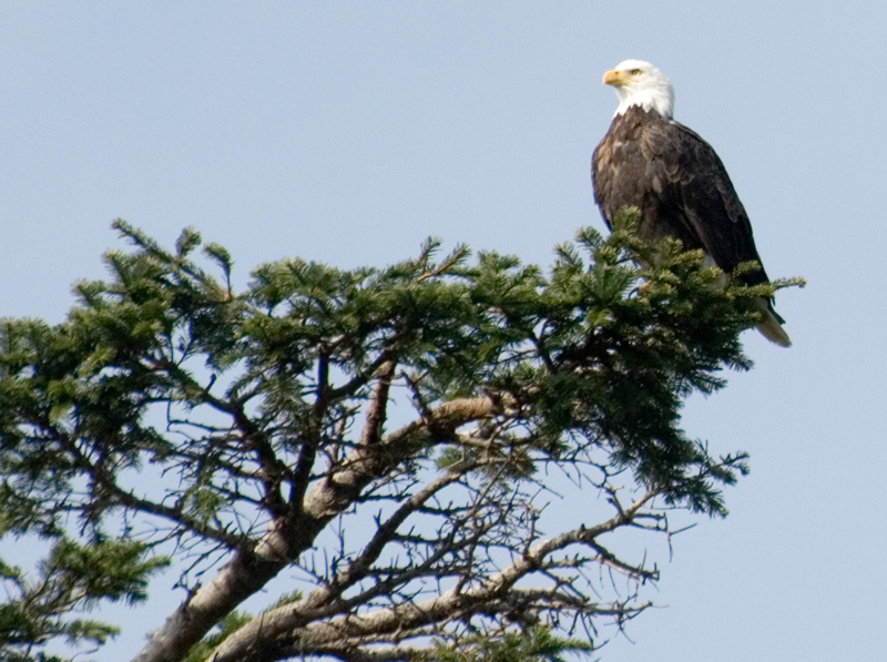 Bald Eagle