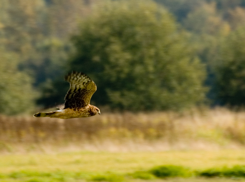 Female Northern Harrier