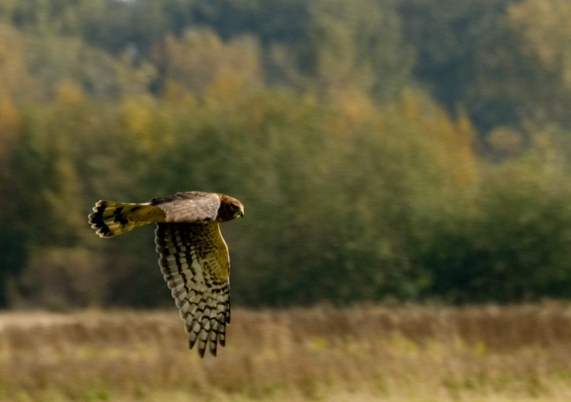 Female Northern Harrier