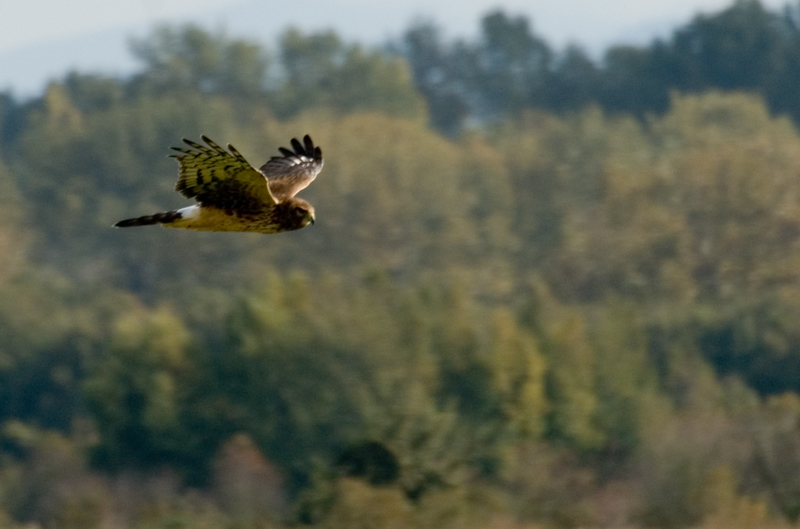 Female Northern Harrier
