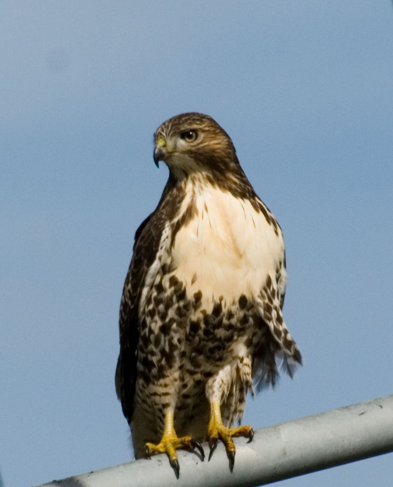 Red Tailed Hawk???