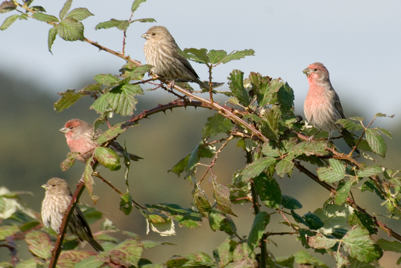 4 Birds On A Blackberry Vine