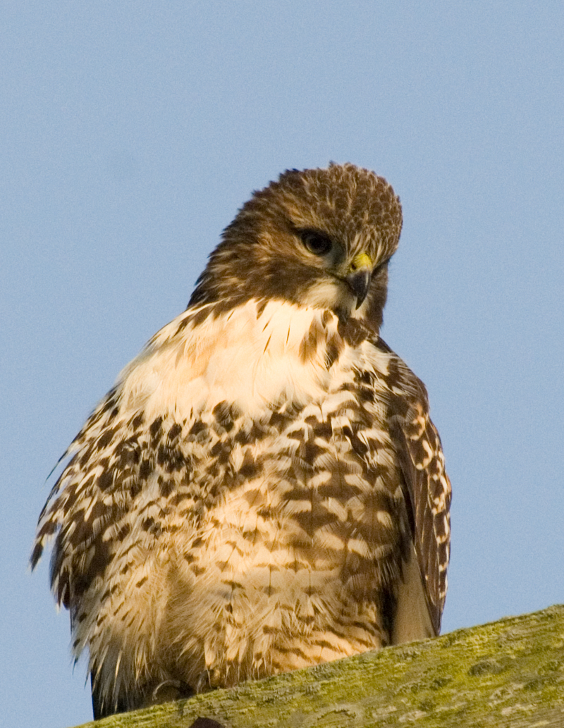 Hawk