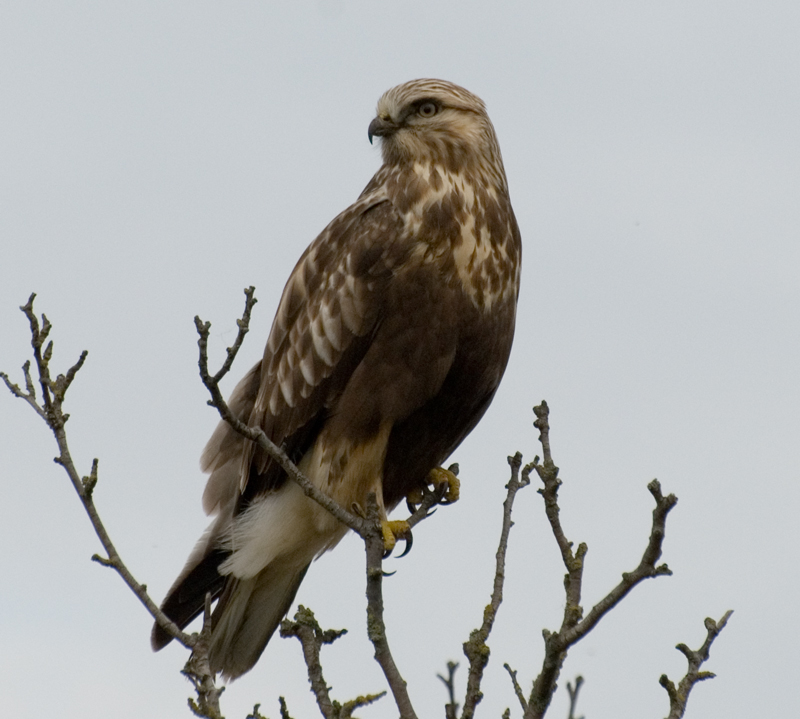 HAWK