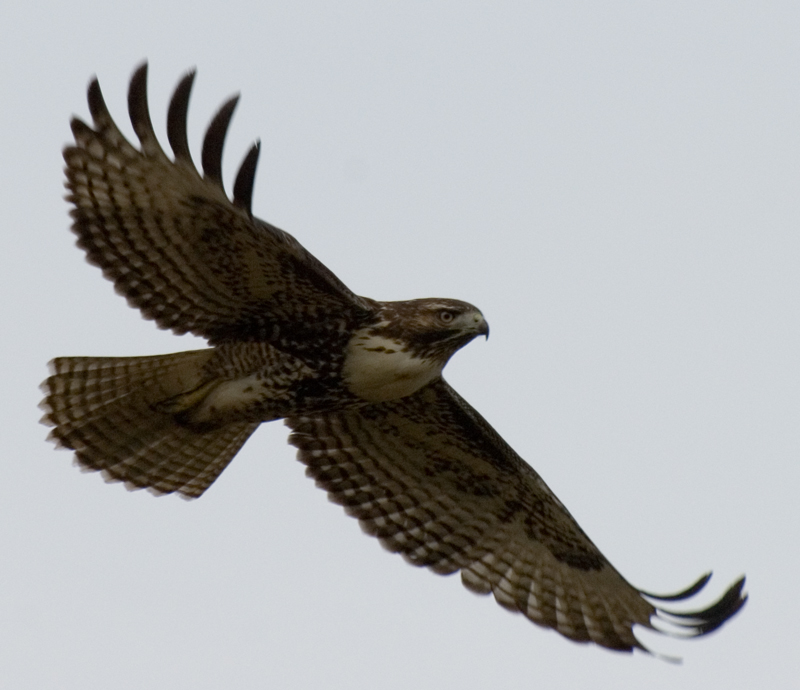 HAWK IN FLIGHT