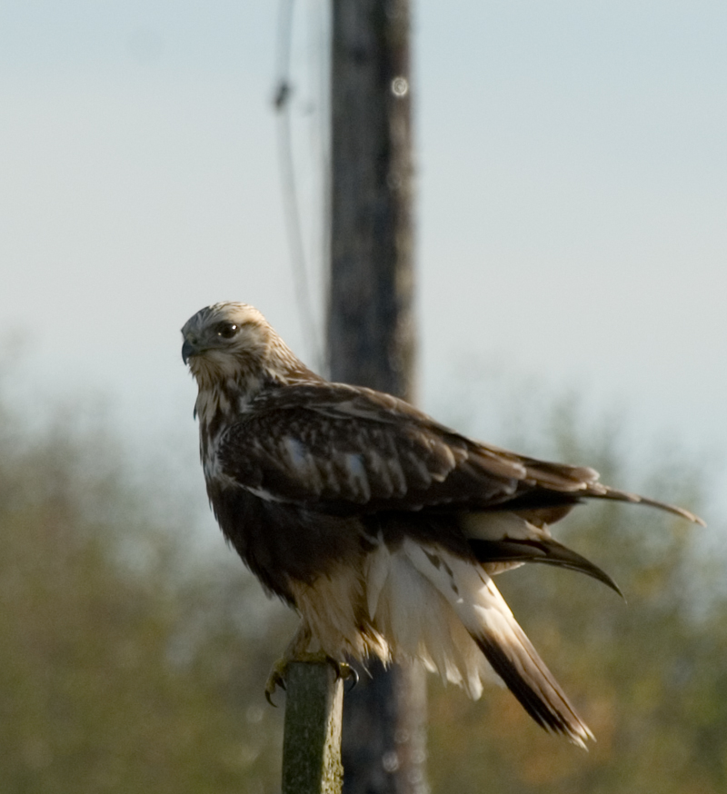 Rough Legged Hawk