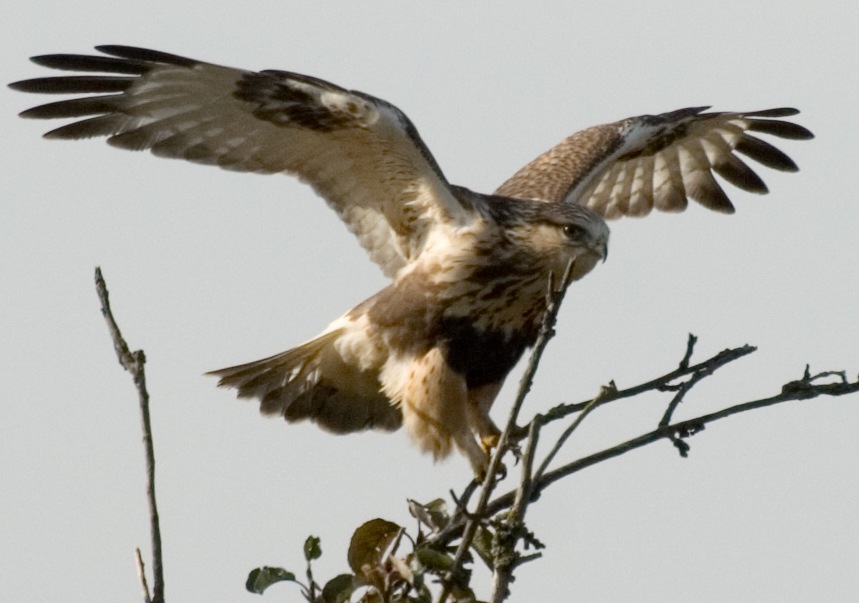 Rough Legged Hawk Landing