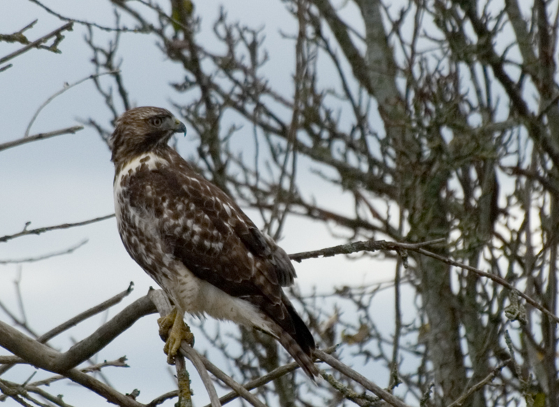 Red Tailed Hawk