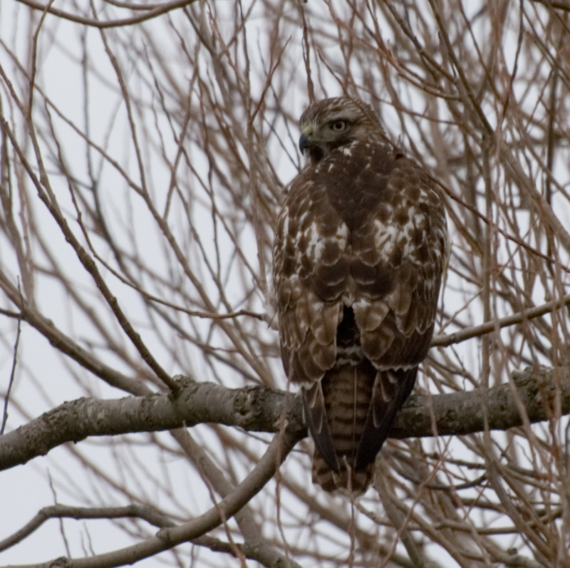 RED TAILED HAWK