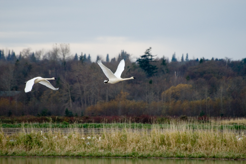 SWANS IN FLIGHT