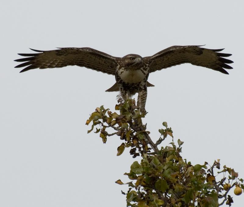 Trying To Keep His Balance In The Wind