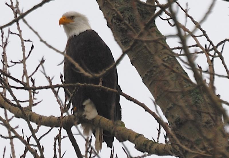 BALD EAGLE