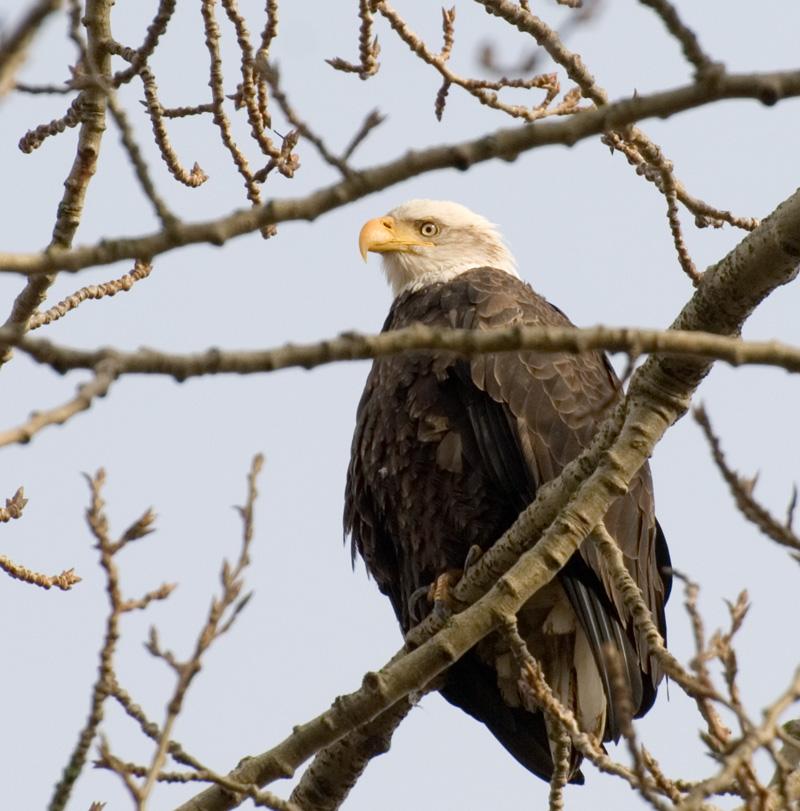 BALD EAGLE
