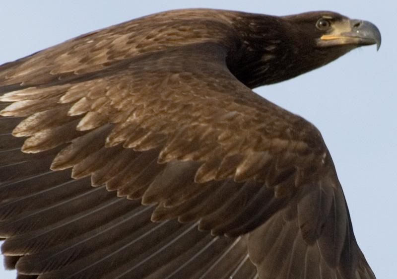 IMMATURE BALD EAGLE IN FLIGHT