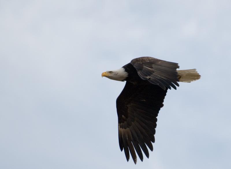 BALD EAGLE IN FLIGHT