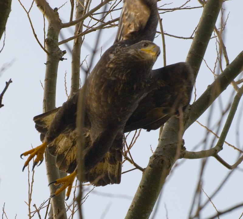 IMMATURE BALD EAGLE TAKING FLIGHT