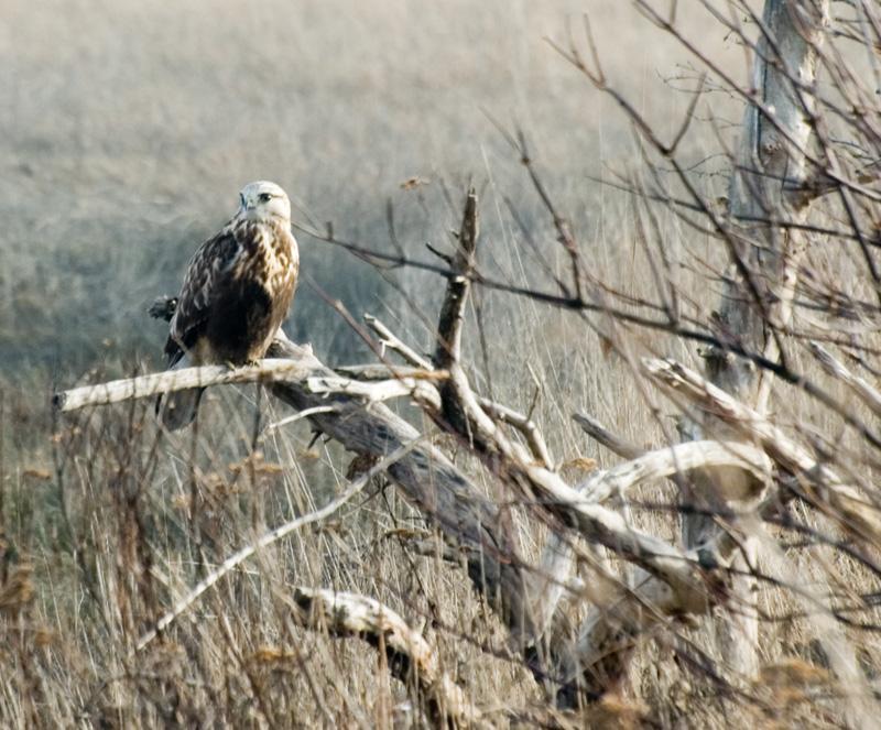ROUGH LEGGED HAWK