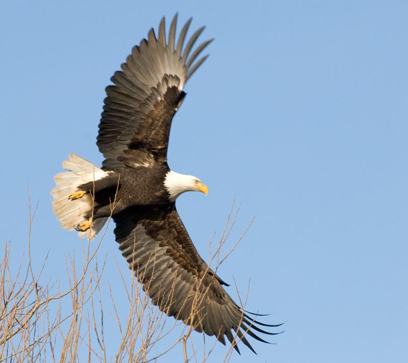 MATURE BALD EAGLE IN FLIGHT