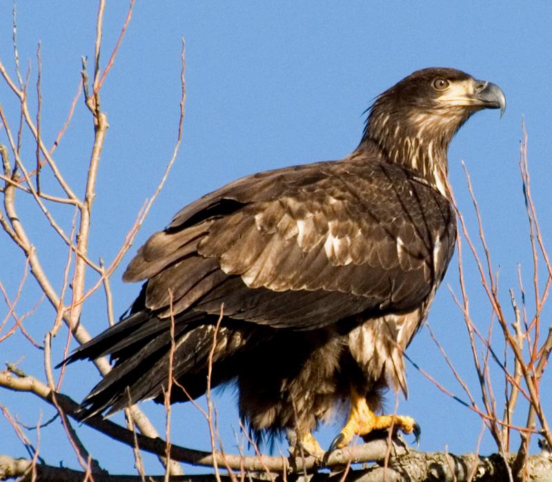 Immature Bald Eagle