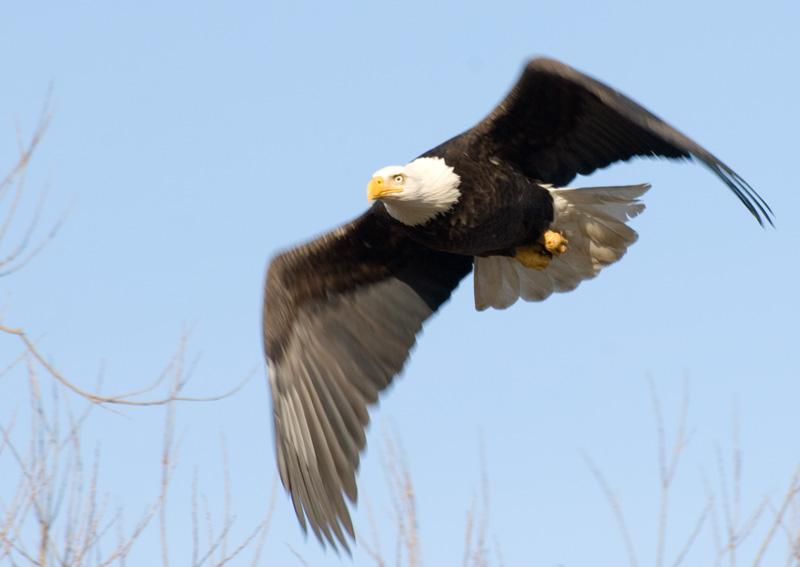 BALD EAGLE