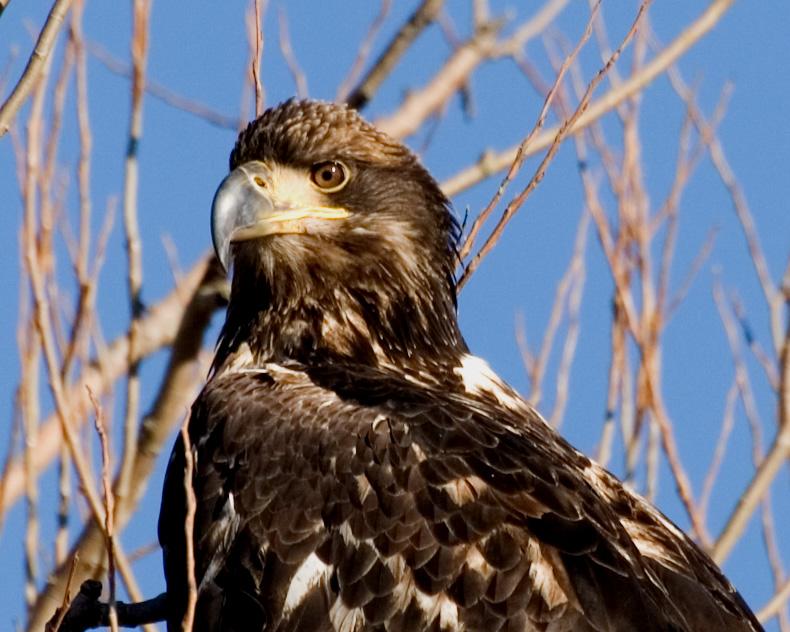 IMMATURE BALD EAGLE CLOSE -UP