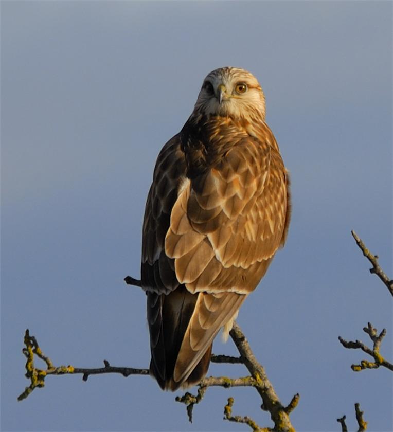 Rough Legged Hawk