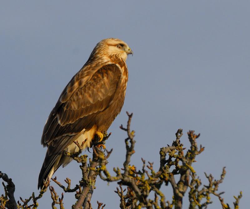 Rough Legged Hawk