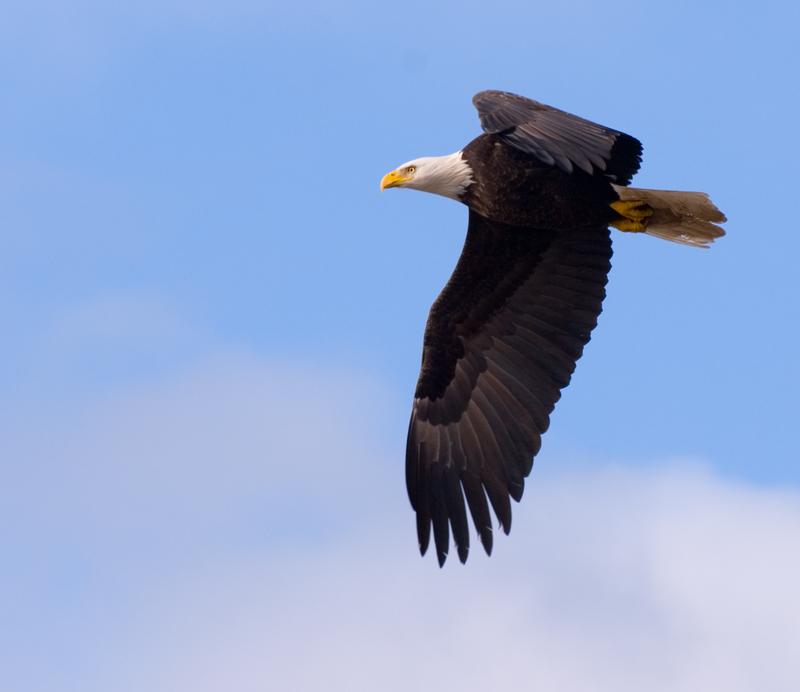Bald Eagle In Flight