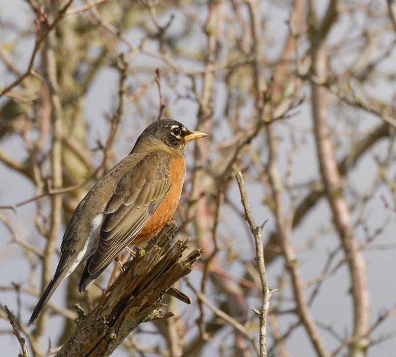 Robin