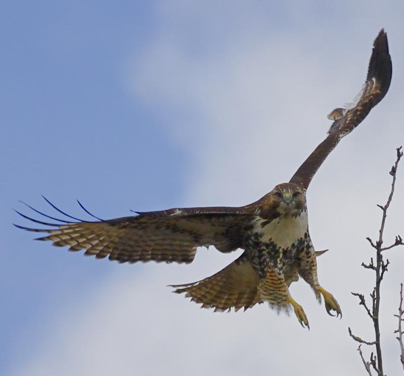 Red Tailed Hawk In Flight